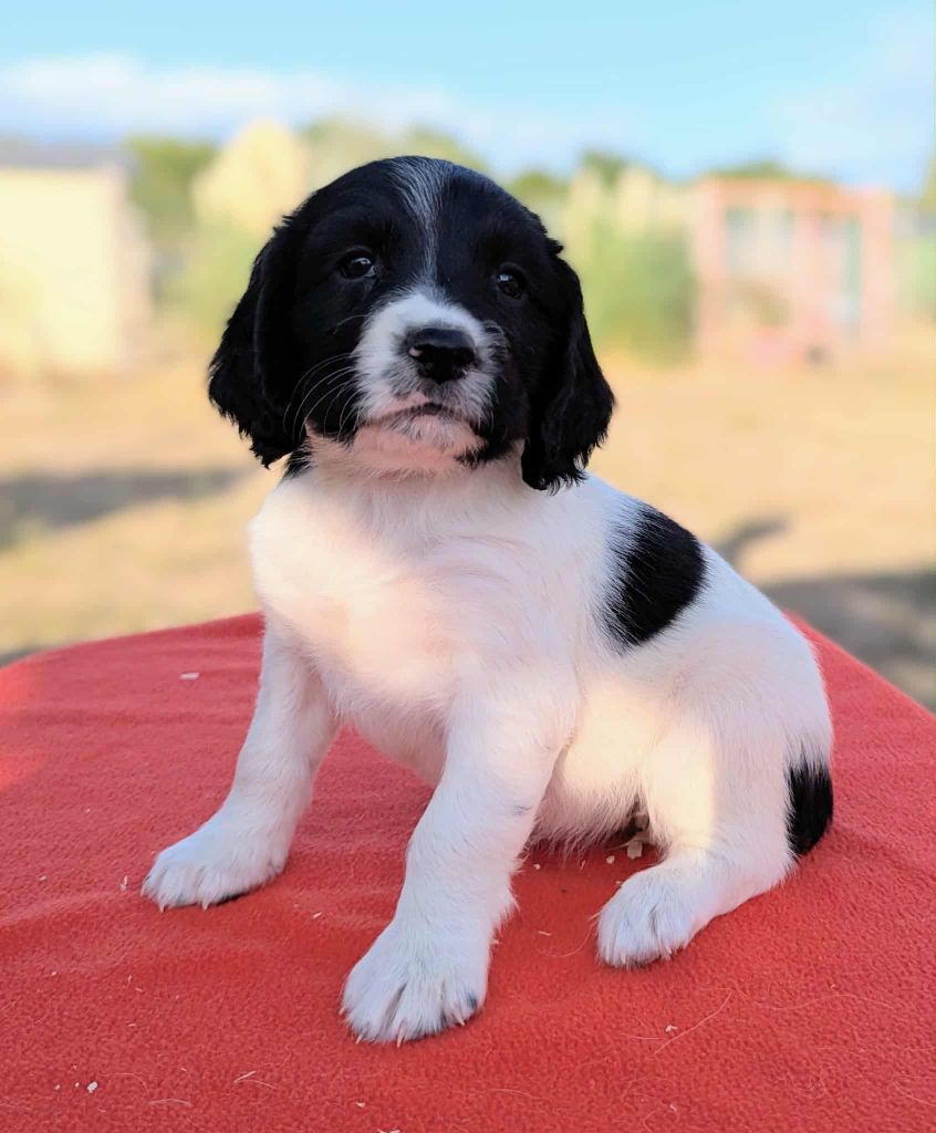Du Domaine Charlésien - Chiots disponibles - English Springer Spaniel